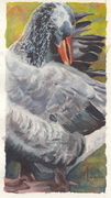 Preen