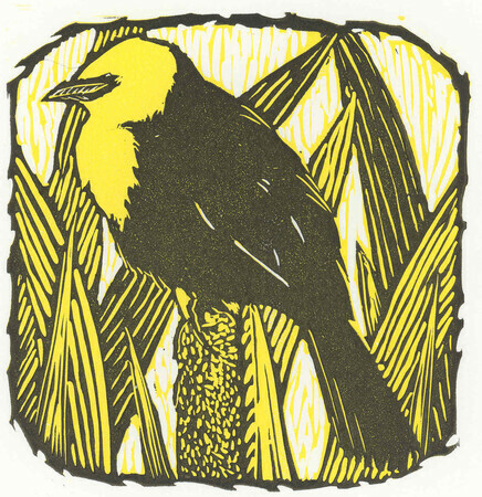 Yellowheaded Blackbird (Xanthocephalus)